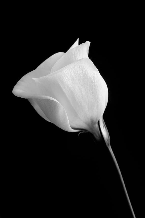 Black and White Lisianthus flower Against Black