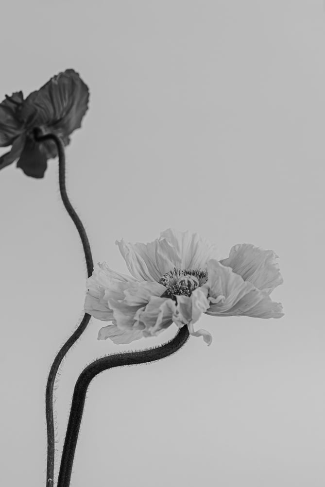 Black and White Poppy Flowers