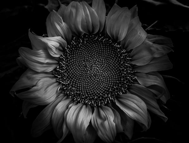 Black and White Sunflower